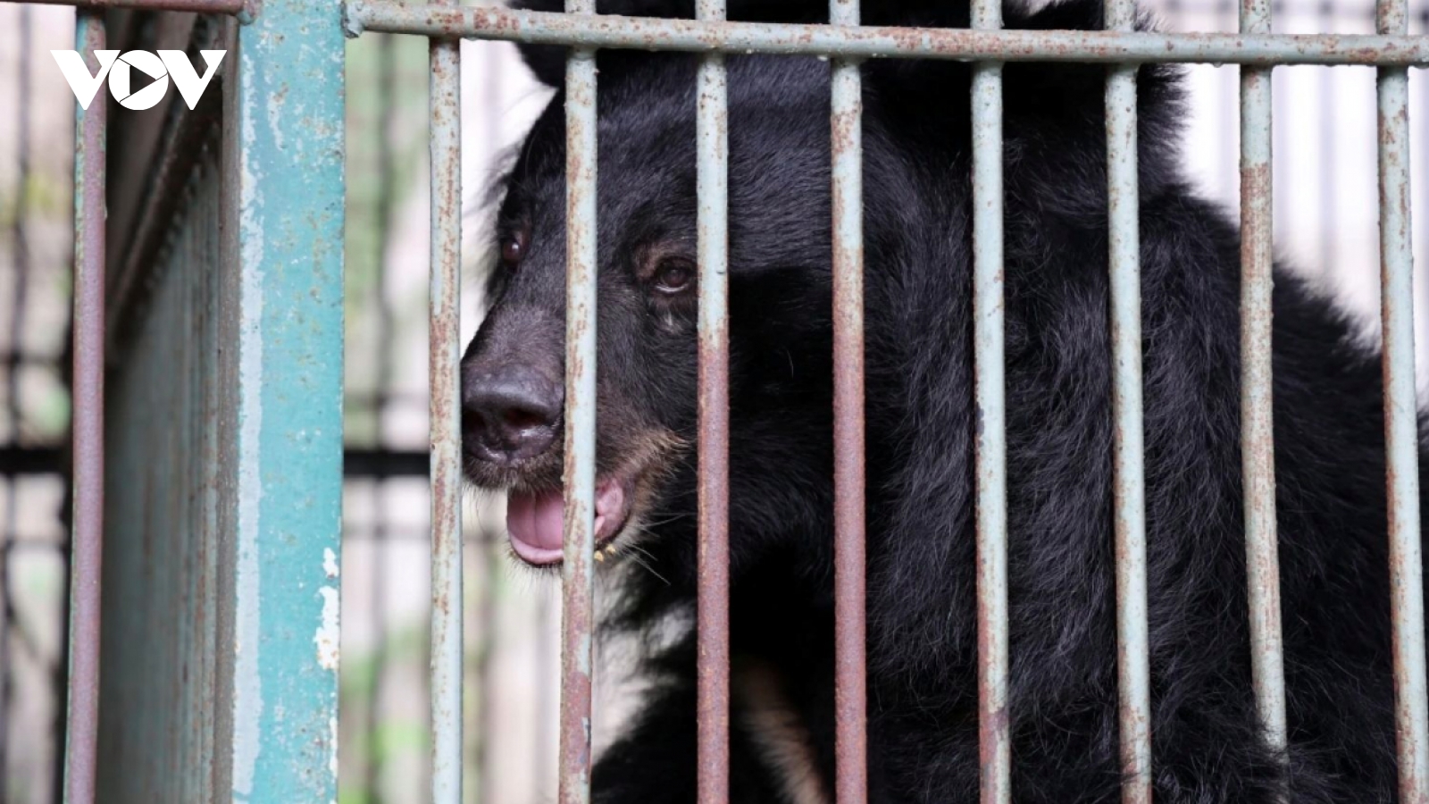 Four bears rescued transferred to Bach Ma National Park for rehabilitation